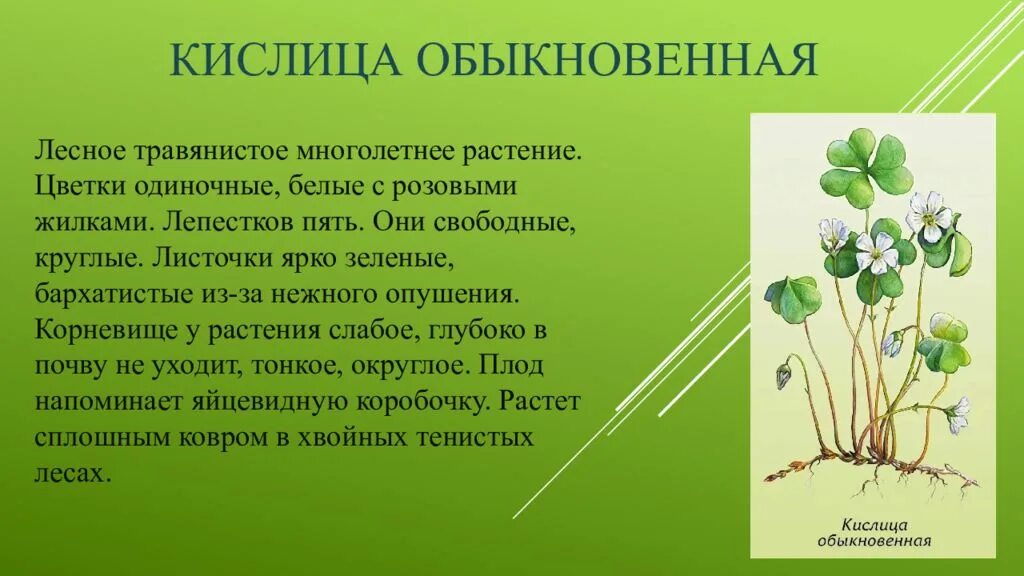 Растение леса сообщение 4 класс. Кислица обыкновенная ареал. кислица обыкновенная местообитание. кислица обыкновенная опыление. сообщение о кислице.
