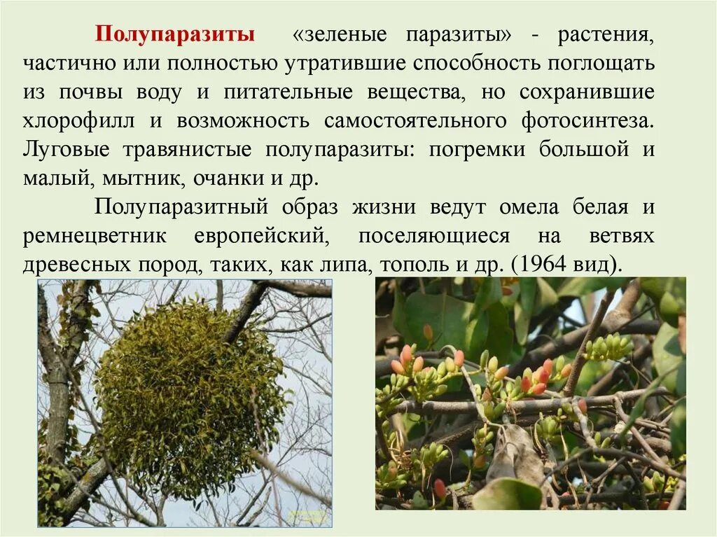 Грибы растительные организмы утратившие способность к фотосинтезу. Повилика заразиха омела. Омела растение паразит. Растение полупаразит. Растение полупаразит омела.