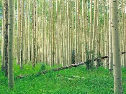 Лес и белые полоски