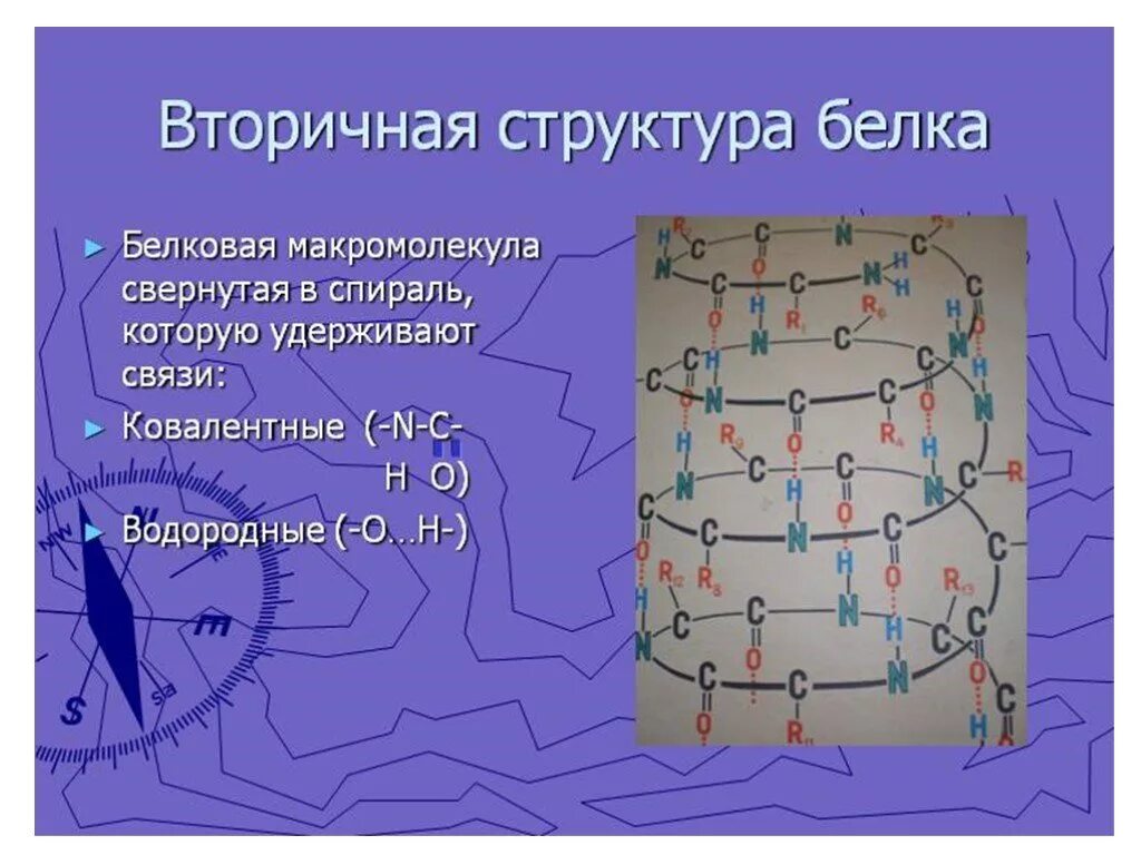 Вторичная структура какие связи. Типы вторичных структур белка Альфа-спирали. Вторичная структура белка формула. Механизм образования вторичной структуры белка. Вторичная структура белка это структура.