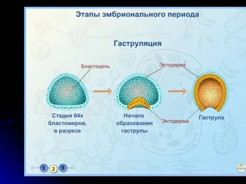 В эмбриональном этапе выделяют. Зигота бластула гаструла нейрула. Таблица эмбриональное развитие зигота дробление гаструляция. Гаструляция зигота гаструла. Этапы эмбрионального периода.