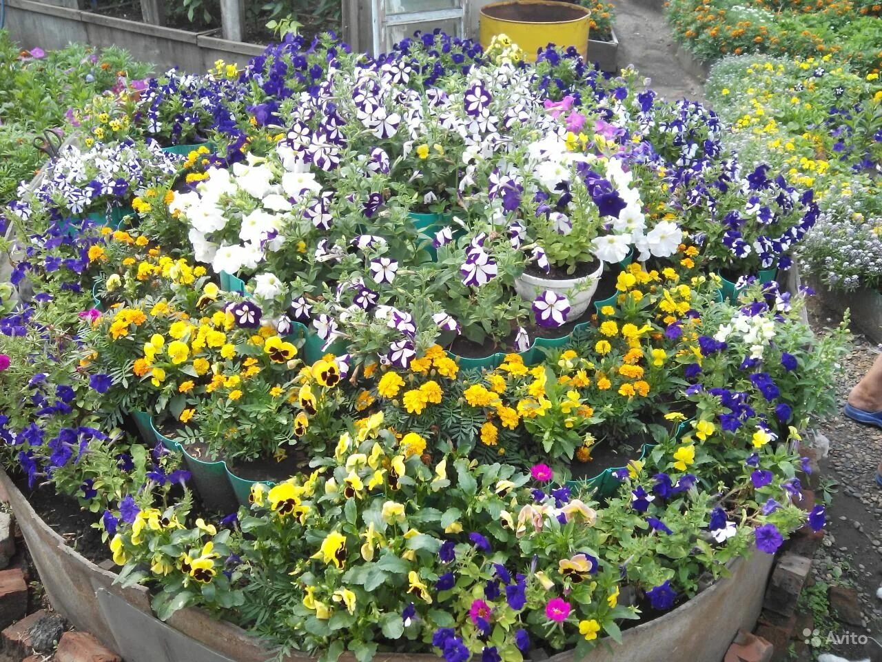 Петуния боярыня. Антирринум ампельный. Антирринум лампион микс. Петуния микс. Львиный зев и петуния.