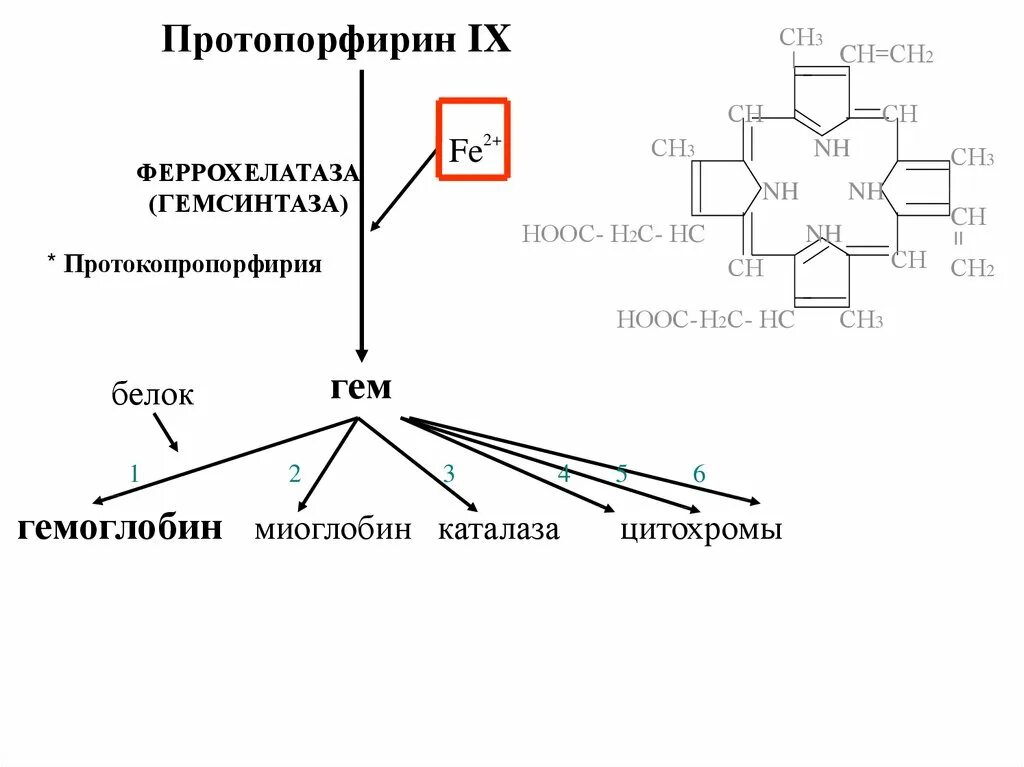 Протопорфириноген IX. Протопорфирин 3 типа схема. Синтез протопорфирина 9. Протопорфириноген формула.