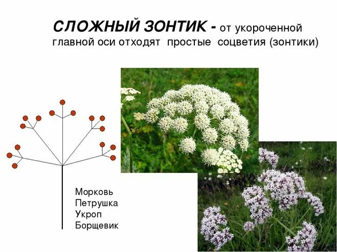 Строение цветка - презентация онлайн