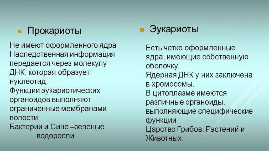 Строение клеток прокариот и эукариот - презентация онлайн