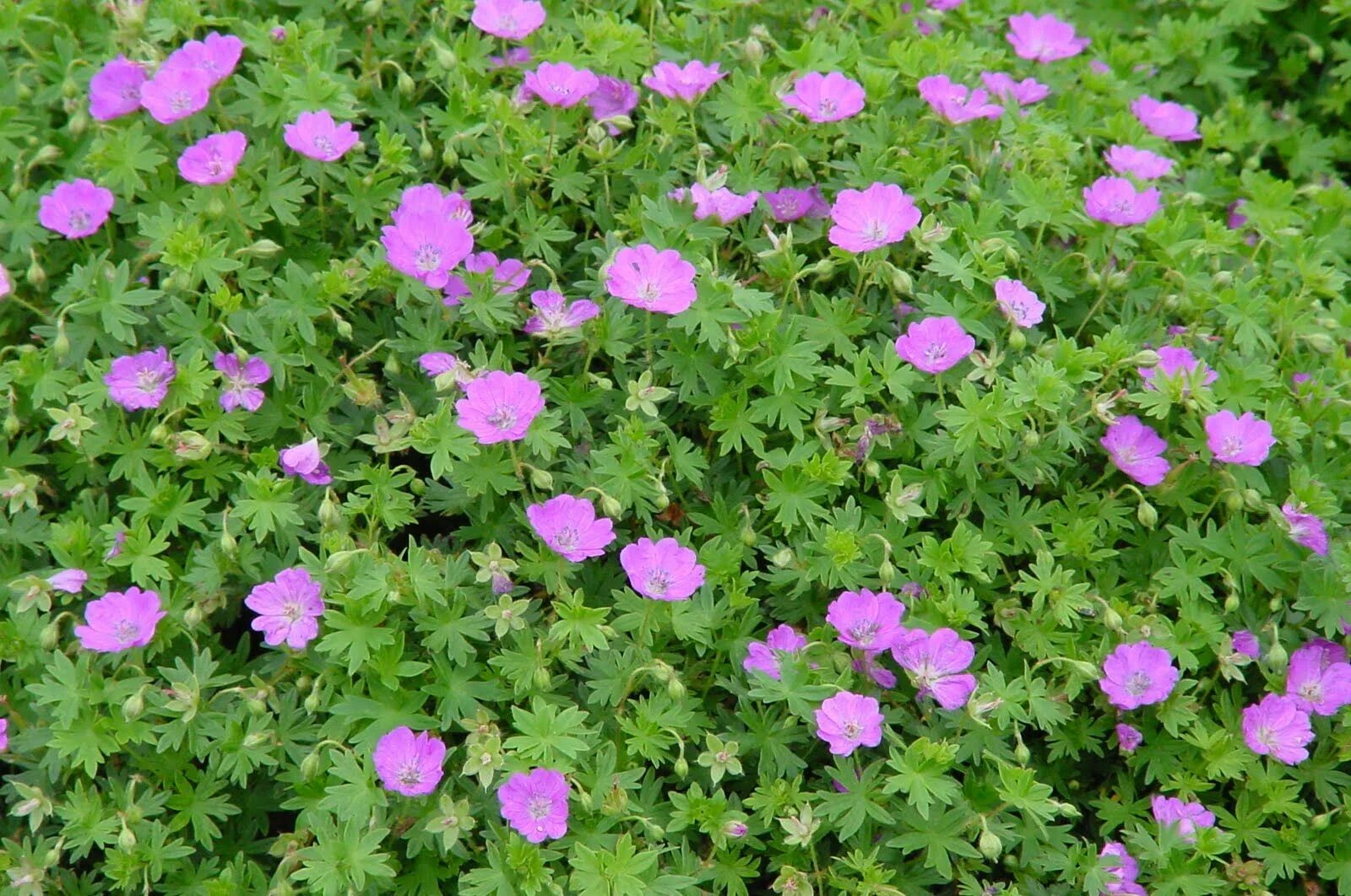 Герань кроваво-красная Max frei. Герань (Geranium) sanguineum Max frei. Герань кроваво-красная (Geranium sanguineum). Герань Садовая Max frei.