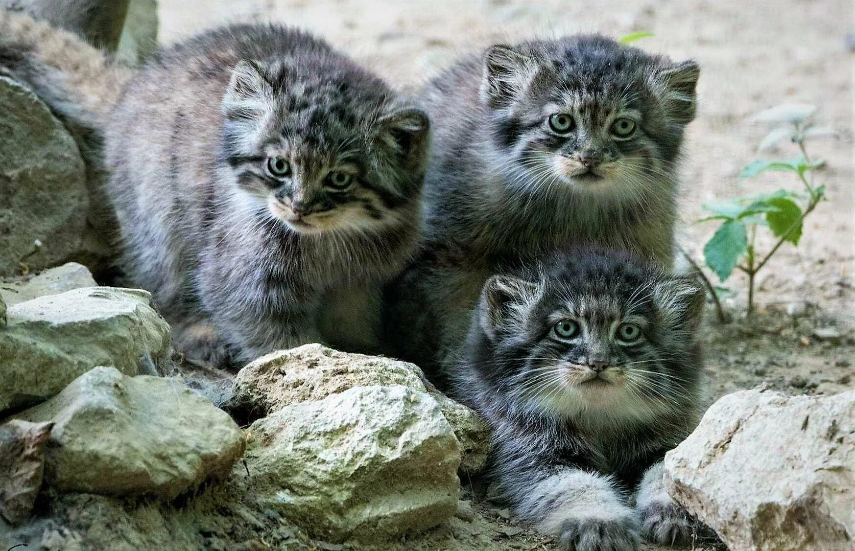 Котенок манула. Лесной кот манул. Детеныш манула. Манул (палласов кот). Кот манул с котятами.