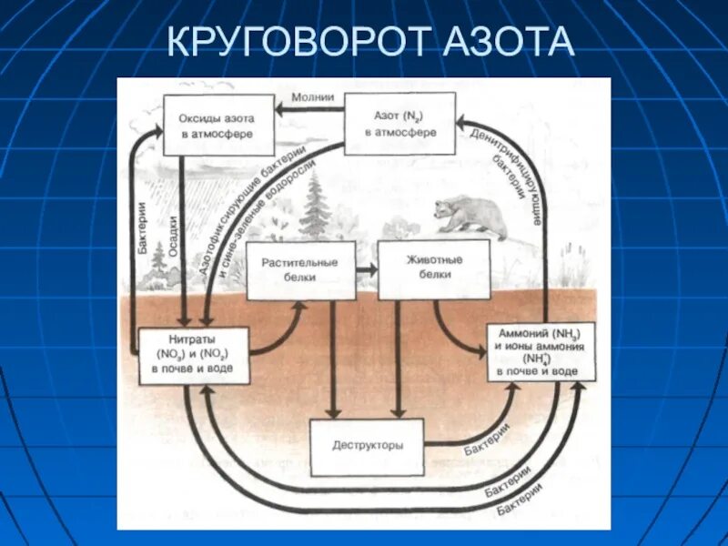 Круговорот азота кислорода углерода. Круговорот азота и углерода в природе схема. Фазы круговорота азота. Круговорот кислорода азота углерода фосфора. Азот углерод кислород в воде