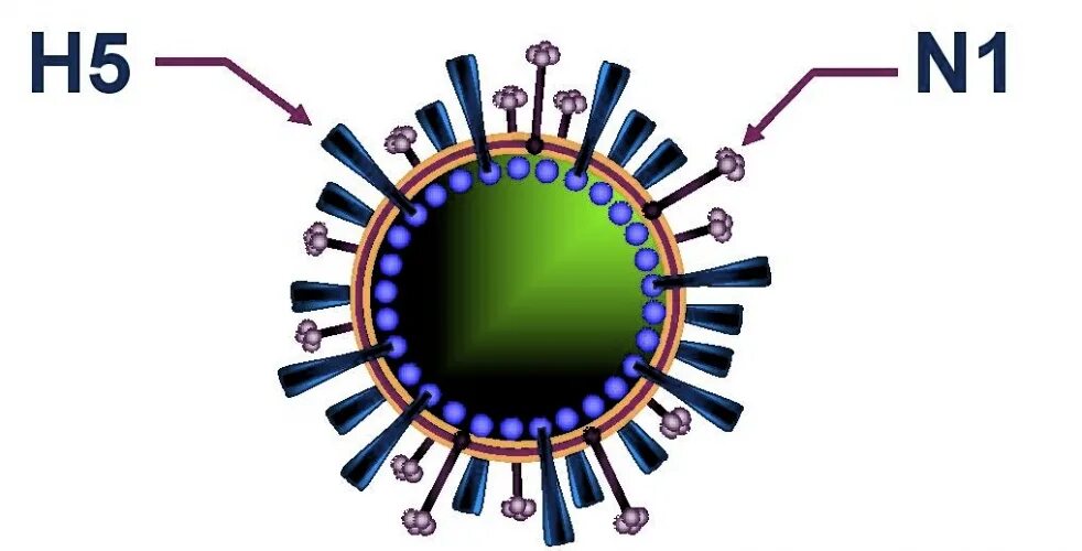 H 5 n 8
