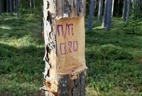 Проект рубок