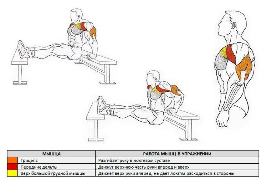 Отжимания от скамьи на трицепс. Отжим от скамьи на трицепс. Отжимания от лавки