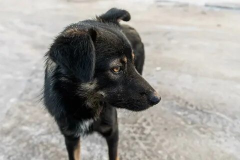 Собака волгоград
