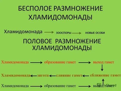 Напишите правильную последовательность размножения хламидомонады