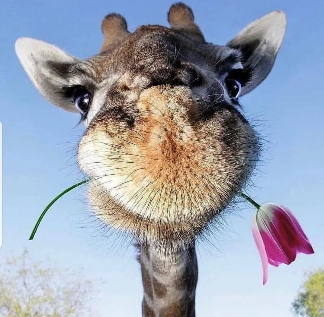 Доброе утро смешные собаки. Доброе утро животные смешные. Интерестные животное. С добрым утром с животными прикольные. Смешные щенки.