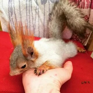 Механический белок
