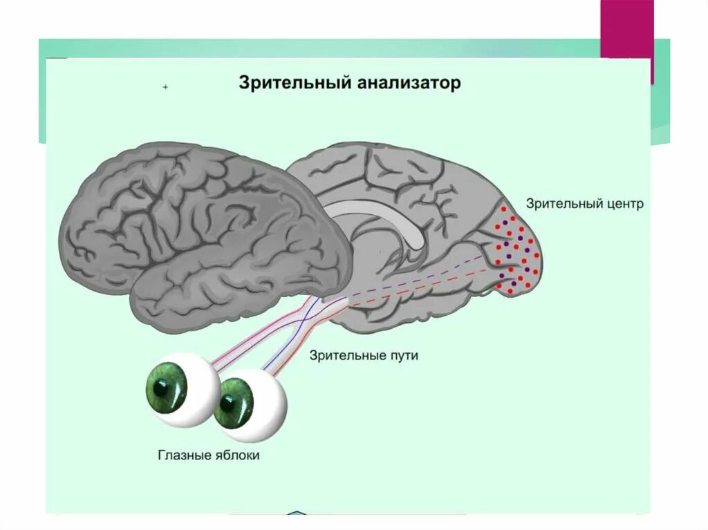 Зрит анализатор строение. Строение зрительного анализатора. Схема строения зрительного анализатора. Схема глазного анализатора. Что такое зрительный анализатор