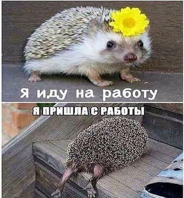 Как то с работы пришел. Иду на работу. ежик на работе. первый день на новой работе ежик. я пришла с работы.
