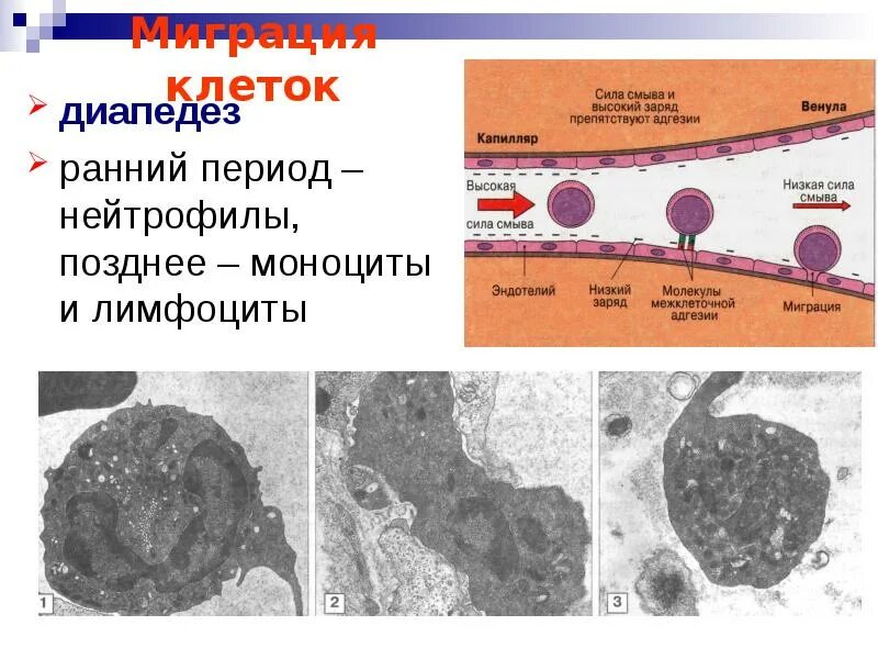 Диапедез нейтрофилов. Диапедез лейкоцитов механизм. Миграция нейтрофилов и диапедез. Миграция клеток. Клетка способная захватывать