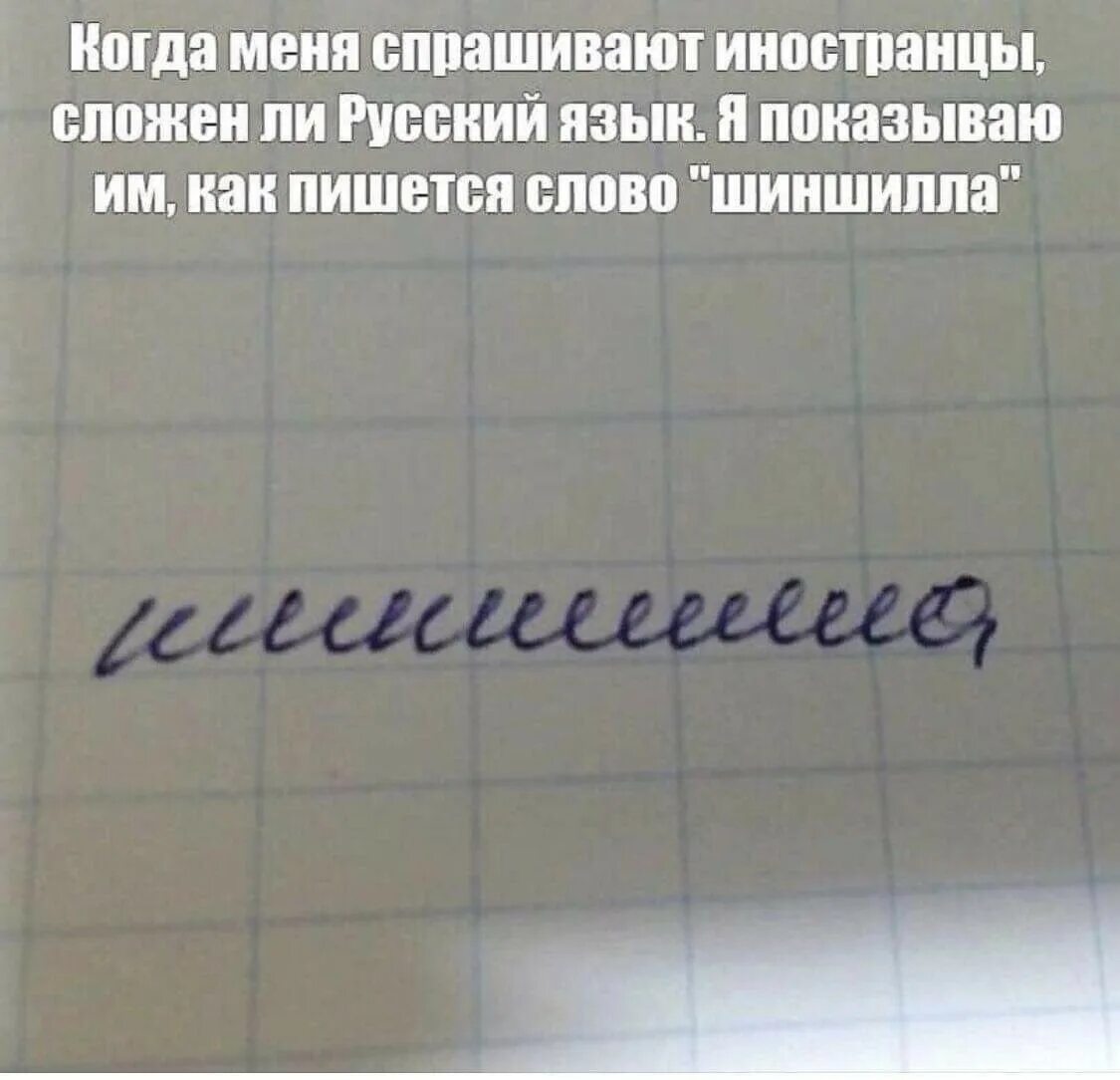 Как пишется слово читаем. Шиншилла для иностранцев. Шиншилла слово для иностранцев. Иностранцы русский шиншилла. Шиншилла правописание.