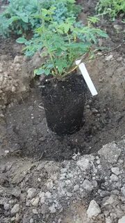 Посадка роз под банку