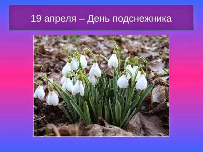 19 апреля какой сегодня праздник. Подснежник. Праздник подснежников. 19 День подснежника. С днем подснежника открытки.