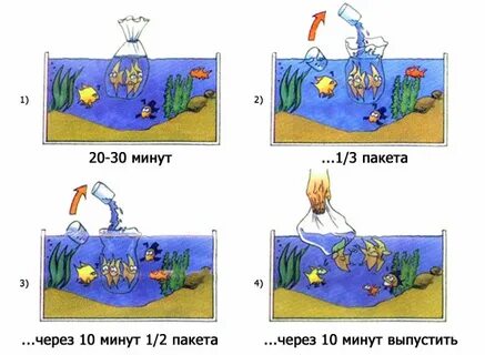 Как правильно запускать рыбок в аквариум
