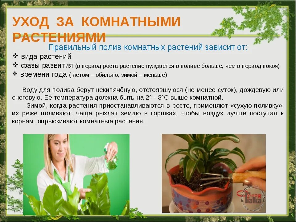 Как правильно поливать цветы