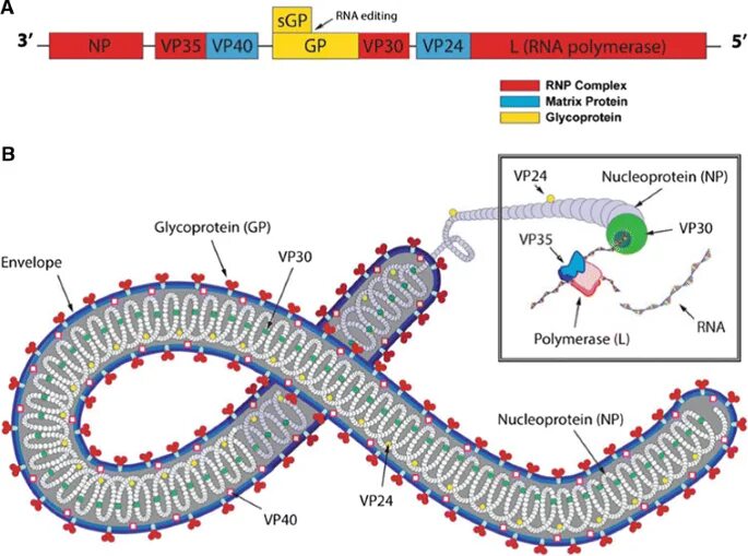 Строение РНК вируса. Двухцепочечные РНК вирусы. Структура РНК вирусов. Вирус Эбола структура.