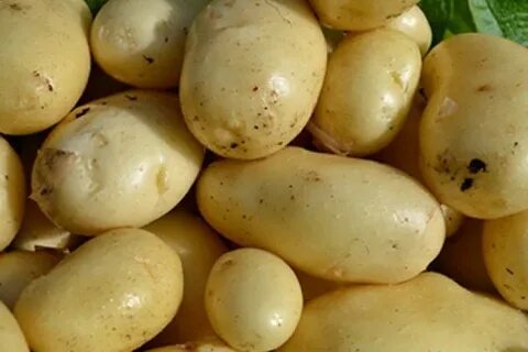 Лучший картофель для восточной сибири