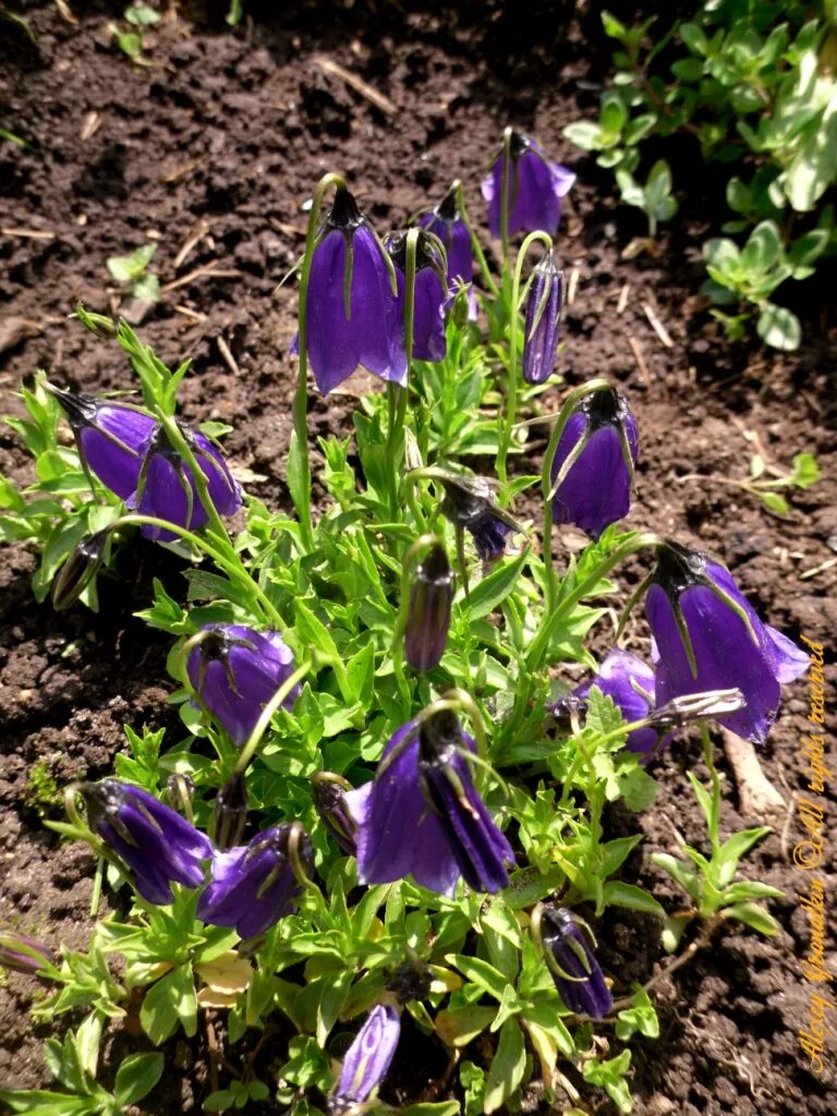 Wilson" (campanula). колокольчик доломитовый кампанула. Campanula колокольчик раскидистый. колокольчик темноватый g. колокольчик кампанула.