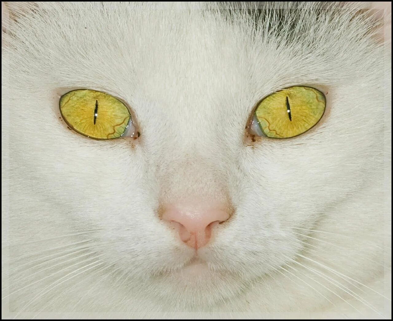 Желтыми как кошачьи глаза какое средство. Желтые кошачьи глаза. Желтоглазая кошка. Кот с желтыми глазами. Коты с желто зелеными глазами.
