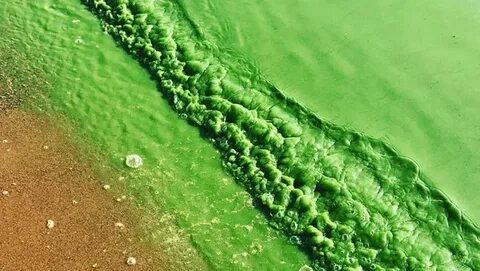 Массовое размножение водорослей вдоль азовского моря