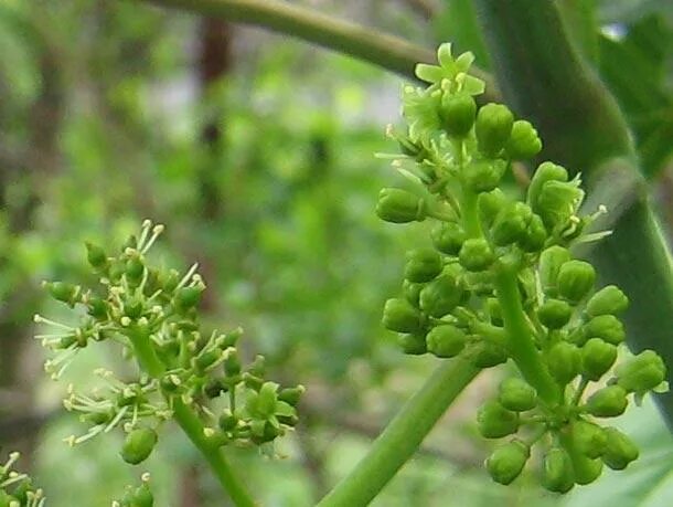 Тип цветка винограда. Тип цветка винограда. Типы цветков винограда. Обоеполый цветок винограда. Виноград соцветие метелка.