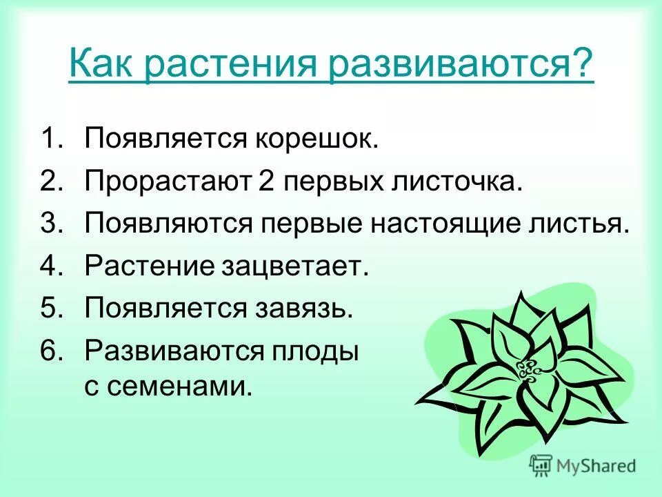 Растение как пишется. Как развивается растение.