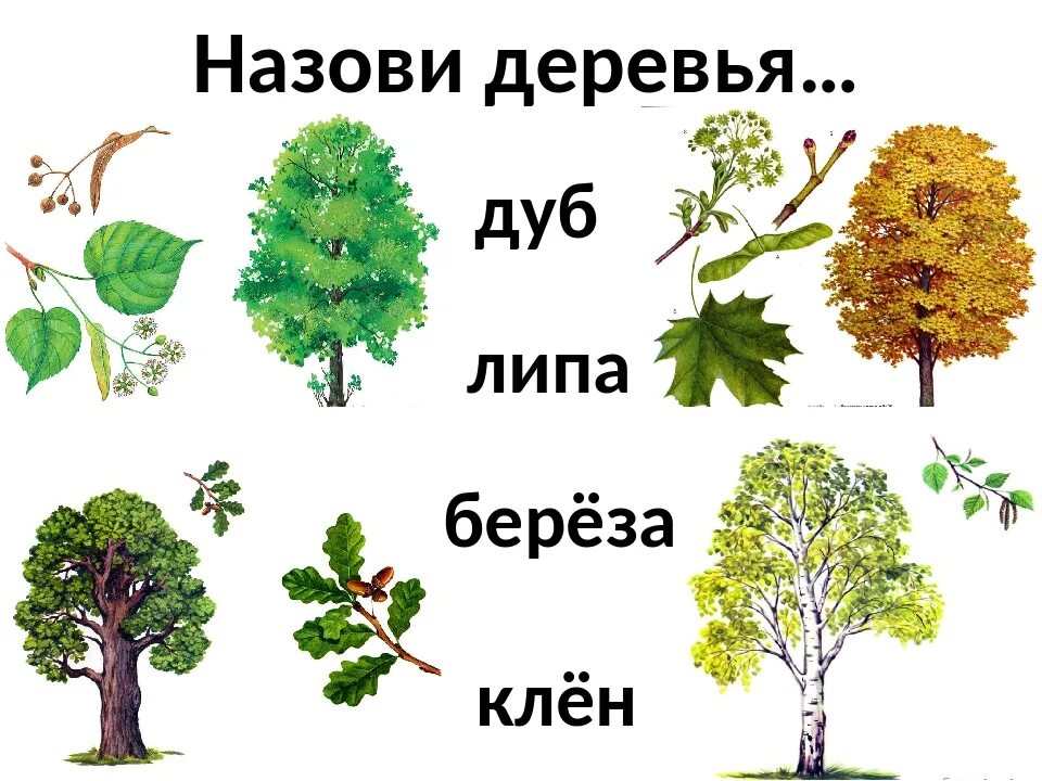 Дерево окружающий. Лиственные деревья клен дуб береза. Дуб береза клен липа. Дерево липа береза клен. Липа, клён, дуб, берёза, Тополь..