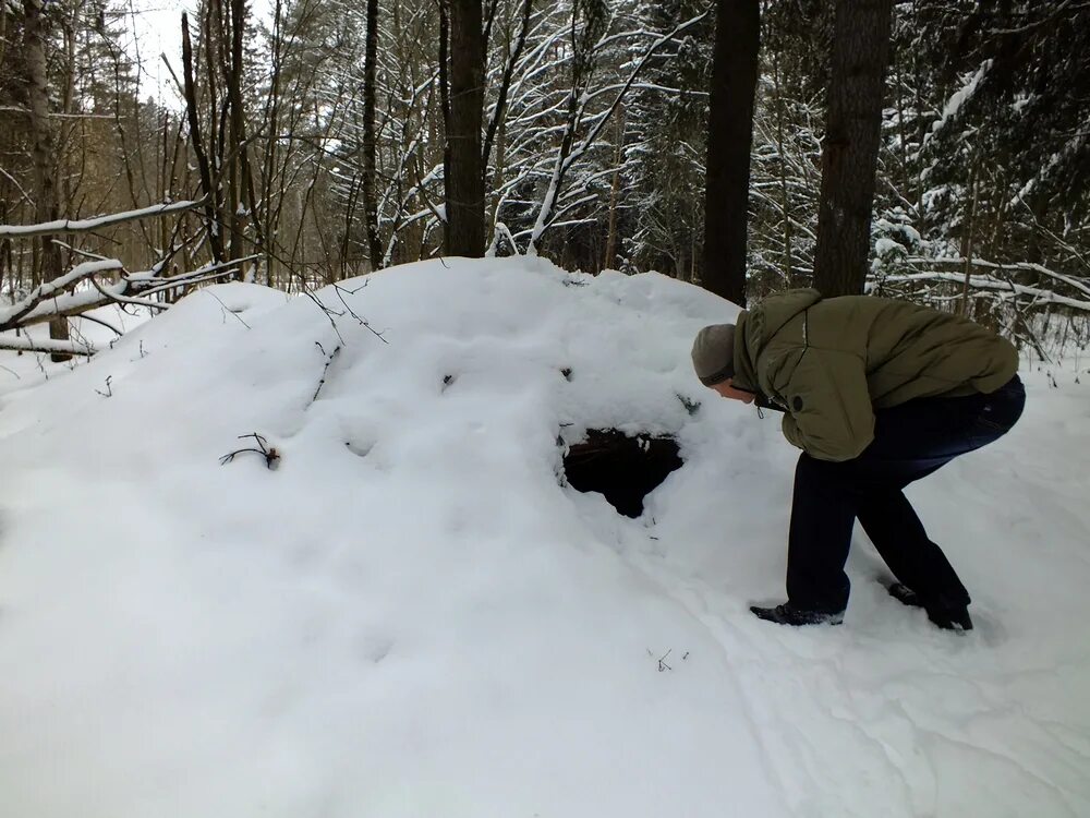 Как выглядит берлога медведя зимой. Зимний лес берлога медведя. Медведь зимой в берлоге. Медведь зимой в берлоге. Медвежья берлога зимой.