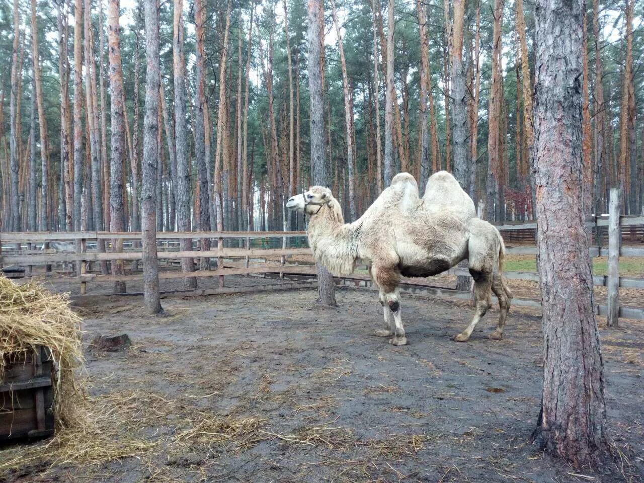 Воронежский зоопитомник червленый Яр. Парк червленый Яр Воронеж. Червонный Яр зоопарк Воронеж. Сафари-парк «червленый Яр».. Червленый яр воронеж сайт