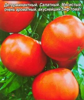 Томат медвежий