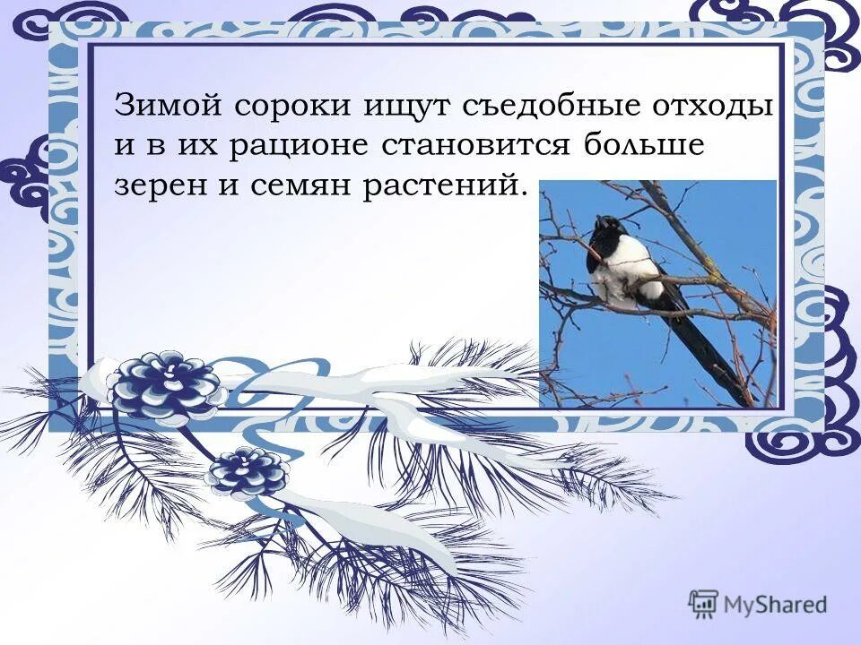 сороки ищут. сорока обыкновенная птицы. сорока обыкновенная. сороки ищут. птицы россии сорока.