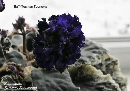 Фиалка черное золото