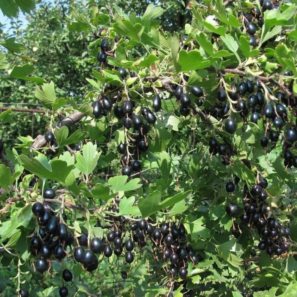 Купить кусты черной смородины в питомнике. Смородина золотистая (ribes Aureum). Йошта куст. Золотистая смородина и йошта.