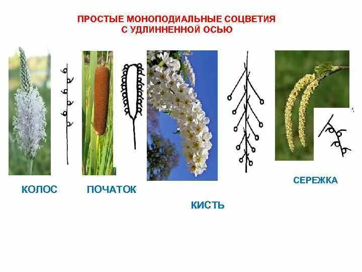 Простой початок. Простые ботрические соцветия. Сережка ботрическое соцветие. Моноподиальные соцветия. Простые соцветия початок.