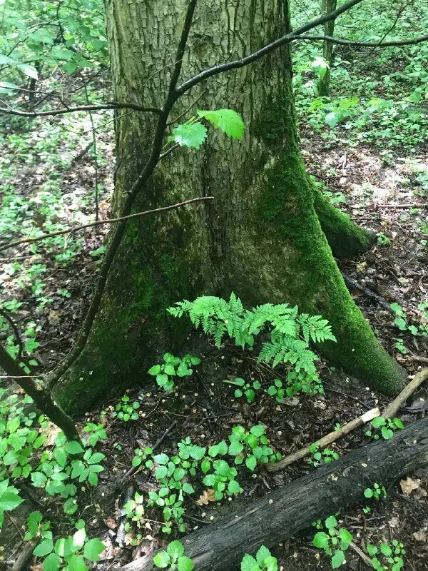 пройтись корень