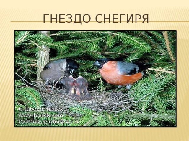 Снегирь с яйцами. Гнездо снегиря. птенец снегиря. снегириное гнездо. снегирь гнездится.