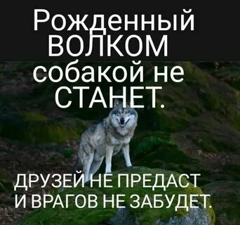 Друзья враги и предатели