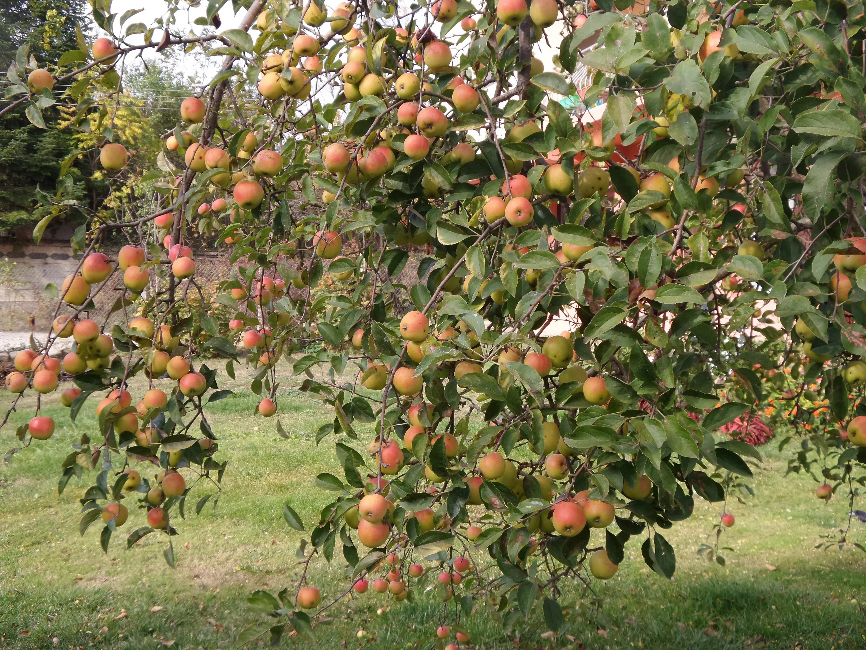 Редкие фруктовые деревья. Мальт Багаевский яблоня. Яблоня Медуница шпалера. Шарафуга плодовое дерево.