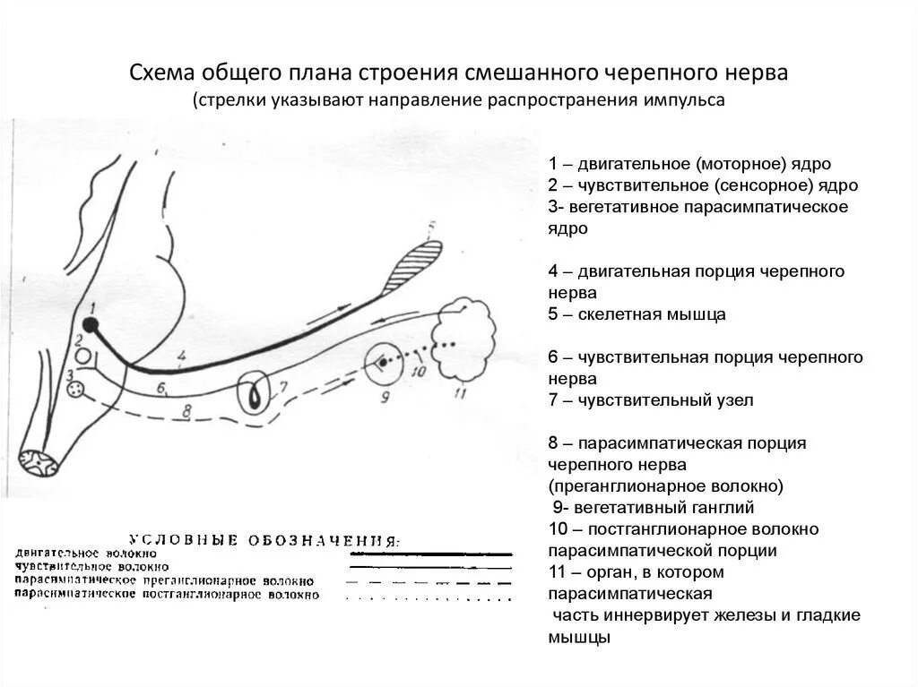 Черепные нервы схема. Схема строения схема строения нерва. Общий план строения Черепного нерва. 4 Черепной нерв схема.