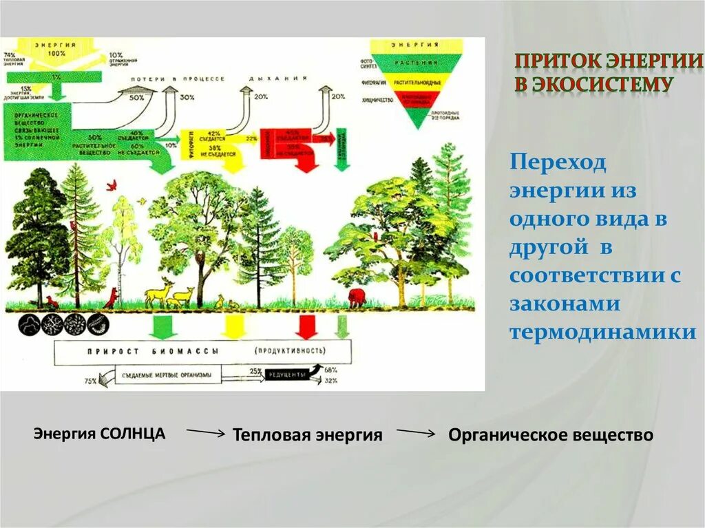 Круговорот энергии в экосистеме. Схема передачи вещества и энергии в экосистеме. Потоки вещества и энергии в экосистеме. Движение энергии в экосистеме схема. В естественной экосистеме круговорот веществ