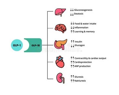 Пептида glp 1