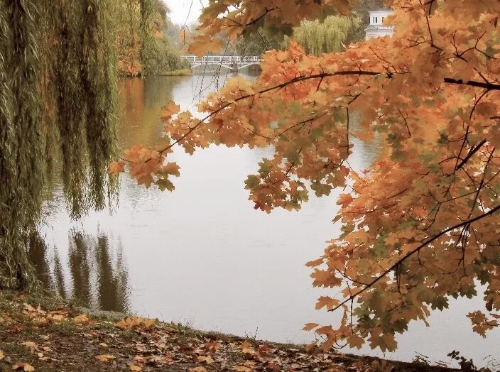 Клен у реки. Клён река осень. Клен над речной волной. Клён река осень. Над рекою клен.